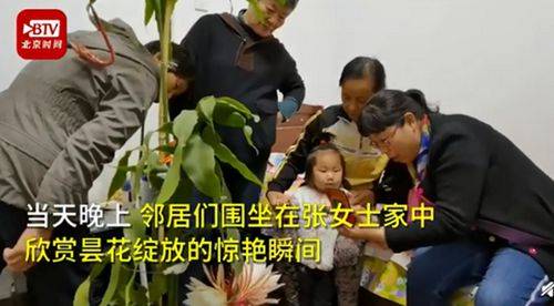 昙花一现,昙花二度,三昙狂喜 我家的昙花开了(昙花一现中的一现说明昙花开放的时间)
