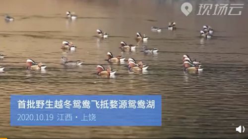 婺源鸳鸯湖迎接今年首批越冬鸳鸯(江西婺源鸳鸯湖)