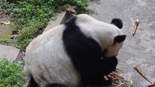 关于大熊猫的灵灵因病死亡的通知(大熊猫灵灵的后代)