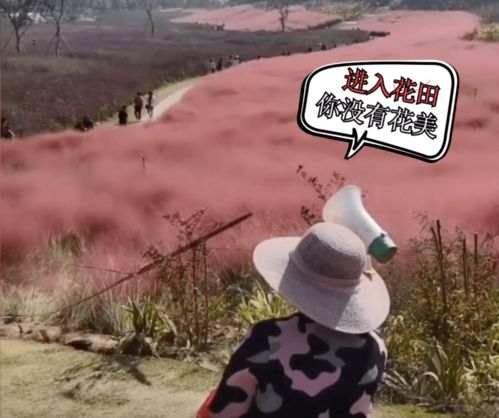 又一年,花开成海,但春风十里,不如文明赏花的你(静等风来)