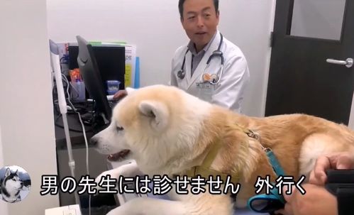 国庆男全家出游没带狗 回家后狗子神操作气笑主人(国庆全家出游 适合去哪里)