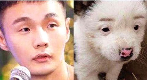 太搞笑了!杨丞琳给狗拍照!cue丈夫:李荣浩,狗界(杨丞琳太美了)