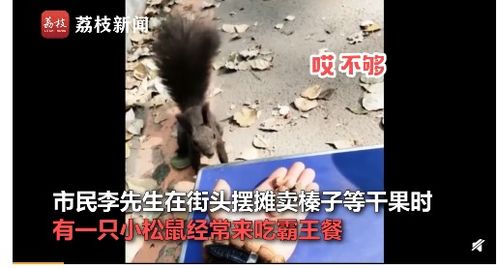 辽宁沈阳街头摆摊卖榛子等干果 一只小松鼠经常来吃霸王餐