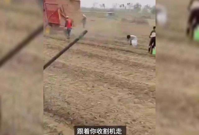 承包商收割花生的村民跟着捡起来:停不下来,警察来了也没办法(承包商收割花生村民尾随捡)