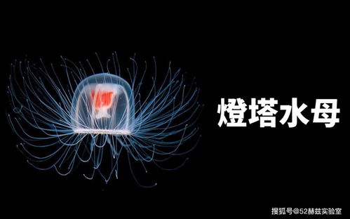 世界上寿命最长的五种动物,最后永远不会死!(世界上寿命最长的人)