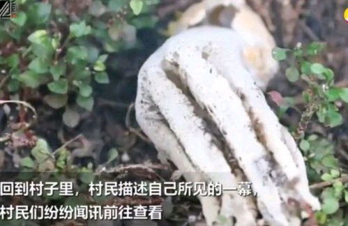 仙人掌成精野蛮长到三层楼高,顶部长出一件惊人的东西
