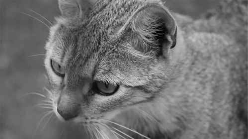 虐猫男不断收到花圈 网上寄花圈涉嫌违法(虐猫男不断收到花圈)