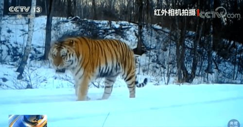 小兴安岭首次发现东北虎吃熊的珍贵图像证据