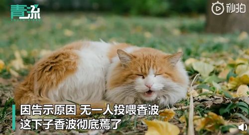 北大流浪猫因抓人被抓。公开处刑,猫:你欺负我没文化。 正如我(北大流浪猫小程序)