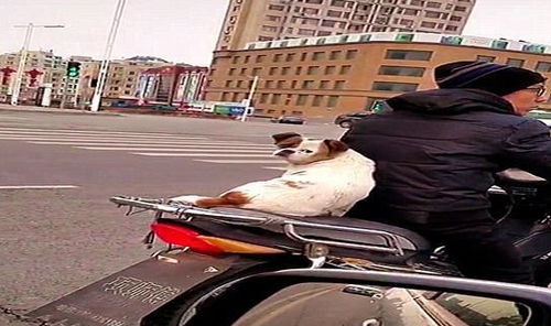 大白腿是二哥的两条猪腿 摩托师傅:我要治糖浆~