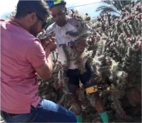 男人骑自行车失控,摔进仙人掌丛(男人长时间骑自行车的危害)