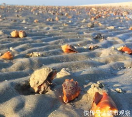 女人买了几只螃蟹,放在盆里 接近后不小心拍下了绝望的一幕