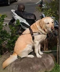 主人带狗上桌吃饭引顾客不满