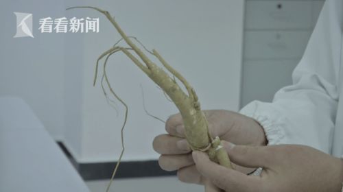 安徽男子下地收红薯,不小心挖了一个类似人参的东西