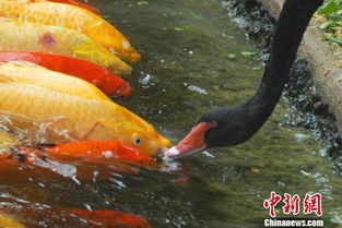 黑天鹅在宁波一公园亲吻喂锦鲤暖网友 真相令人惊讶(宁波黑天鹅事件)