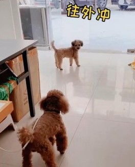 网友:狗的肢体语言达到了顶峰