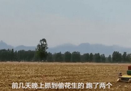 河南男子花300万种地,一到收割就被数百名村民哄抢(河南男子花40万)