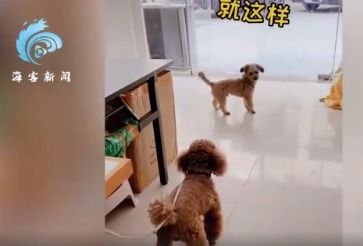 狗叫小伙伴出去玩 网友:狗的肢体语言达到了顶峰!(狗叫人出去玩)