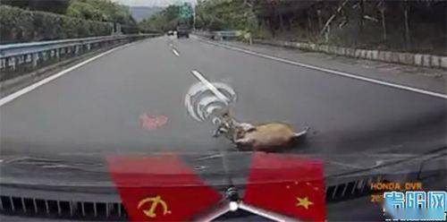张开双手不停地移动,司机看到后立即倒车