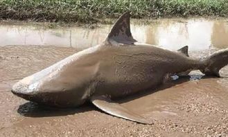 鲨鱼受伤死亡,冲上沙滩 近30厘米的旗鱼刺插入伤口(鲨鱼死亡被称为什么)