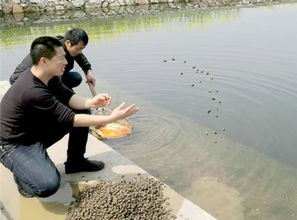 印度再次发现一只乌龟,全身金黄透亮,仿佛被油漆染过(印度再次发现了自己)