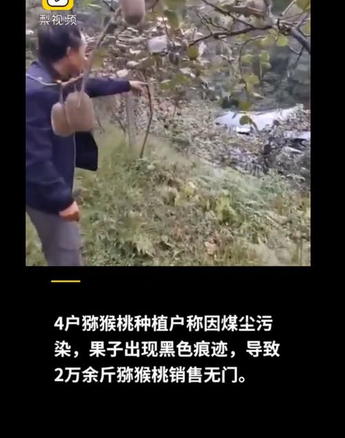 猕猴桃被煤灰污染怎么办?