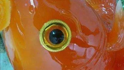 鱼睁着眼睛睡觉的秘密 我相信每个人都很好奇 鱼睁着眼睛睡觉的英文