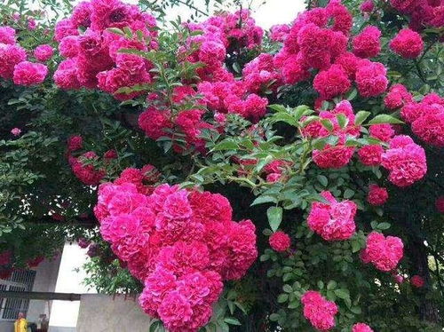 为什么木香花不能种在家里? 为什么不能养木香花
