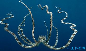 不同的章鱼可以模仿15种生物,不仅模仿形式,还模仿颜色