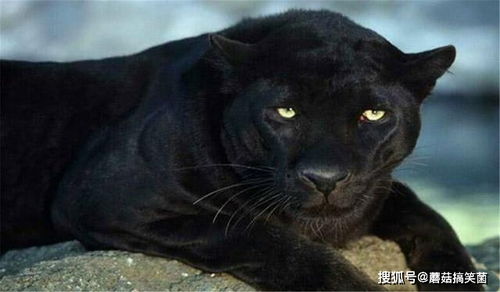 为什么霸王小玉在明朝灭绝了?有三个原因 椒小玉为什么没有了