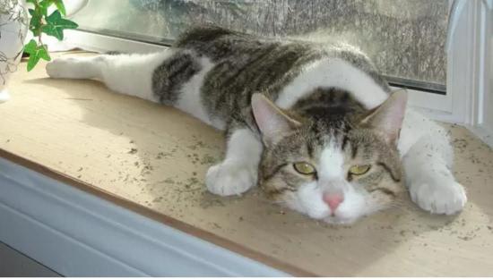 猫薄荷对猫有什么影响? 猫薄荷对猫有什么反应