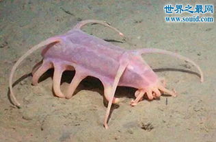 能吃海猪肉吗?不能吃,含有剧毒 广西海猪肉怎么吃