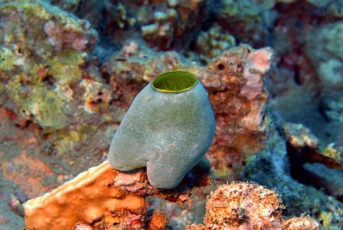 海鞘的奇妙进化应该被视为生物学的奇迹