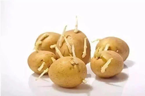 发芽的土豆还能吃吗?_健康频道 生芽土豆能吃不能吃