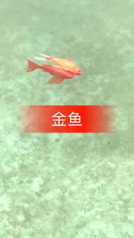 鱼的记忆真的只有七秒吗?这是否有科学依据? 鱼的记忆真的只有7秒吗
