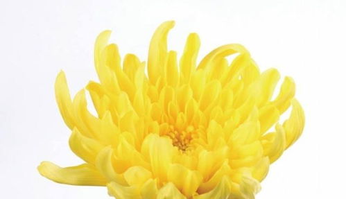 日本的国花 最正确的答案是日本国花是樱花和菊花