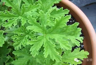 驱蚊草有用吗? 驱蚊草有用吗 驱蚊草可以放卧室吗