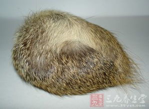 什么是动物身上的麝香? 什么动物身上有鳞甲