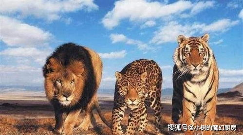 你见过800公斤历史上最大的老虎吗? 小型吊机800公斤