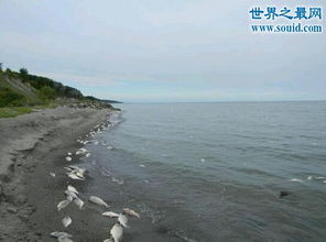这五个湖泊的淡水资源占世界淡水湖总量的五分之一