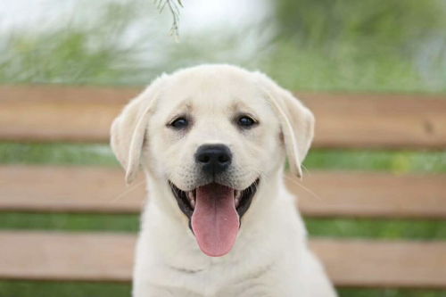 拉布拉多犬和金毛猎犬的区别 拉布拉多犬和金毛的优缺点
