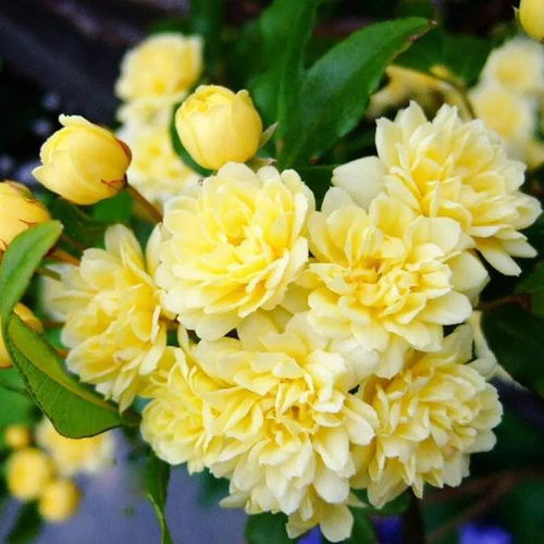为什么木香花不能种? 为什么不能养木香花
