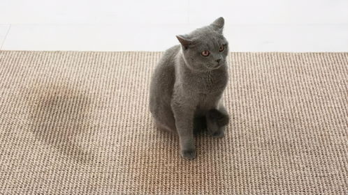 猫临死前的六个特殊迹象 猫临死前的六个特殊征兆
