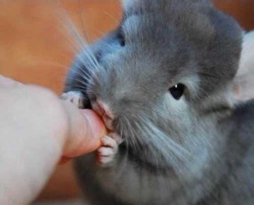 什么动物是龙猫? 龙猫通常指毛丝鼠 龙猫是一种什么动物
