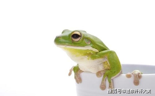 什么是两栖动物? 青蛙为什么是两栖动物