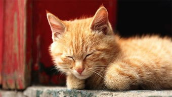 猫为什么怕黄瓜?原因是什么? 猫为什么怕黄瓜屁股