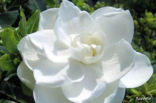 栀子花为什么不吉利?它的意义和传说是什么? 栀子花为什么不吉利