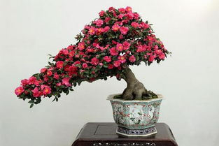茶花不适合家庭的生长环境 什么家庭不适合养狗