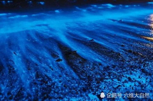 蓝眼泪是如何形成的 海洋中有一种介形虫 海陵岛蓝眼泪是怎么形成的