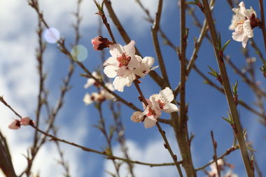 桃花是什么季节开花_宠物频道 桃花是什么季节开放